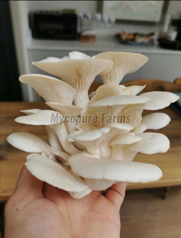 White Oyster Mushroom