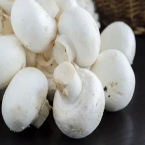 White Button Mushroom