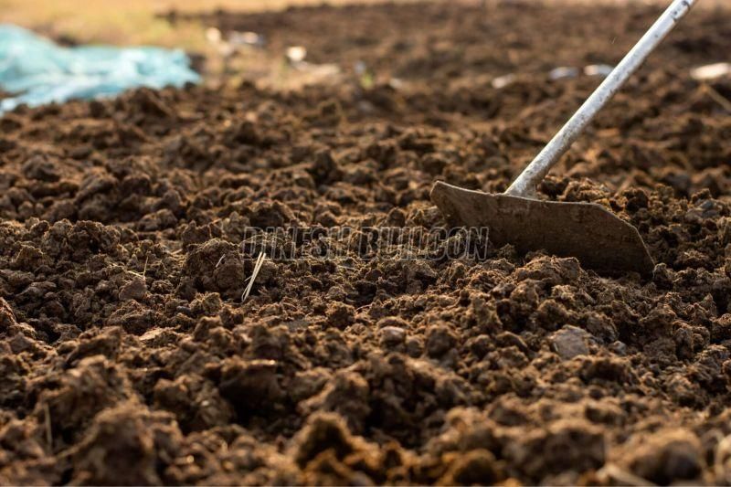 Cow Dung Powder