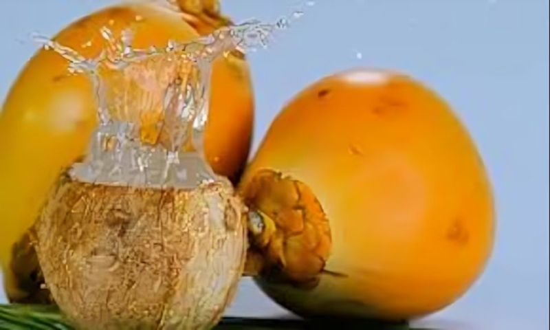 Sev Elaneer Tender Coconut