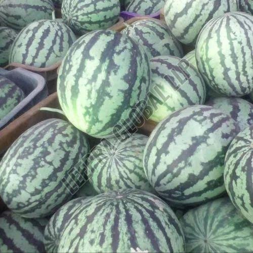 Farm Watermelon