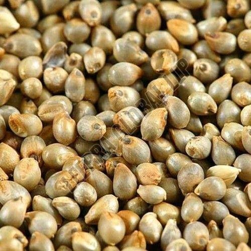Pearl Millet Seeds