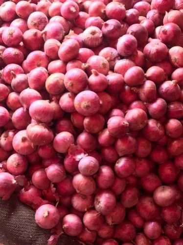 A Grade Fresh Red Onion