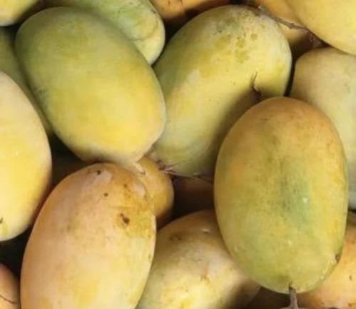 Yellow A Grade Langra Mango