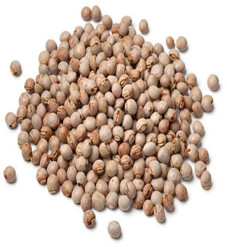 Pigeon Peas Seeds