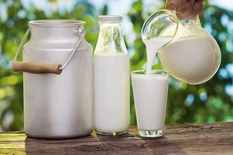 Fresh HF Cow Milk