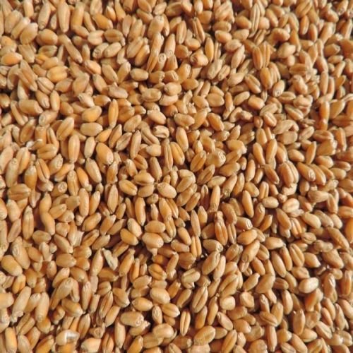 1544 Wheat Seeds