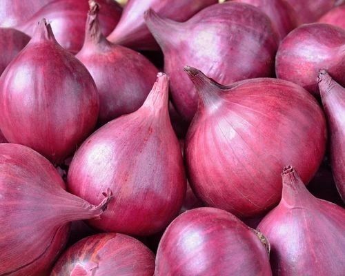 Fresh Red Onion