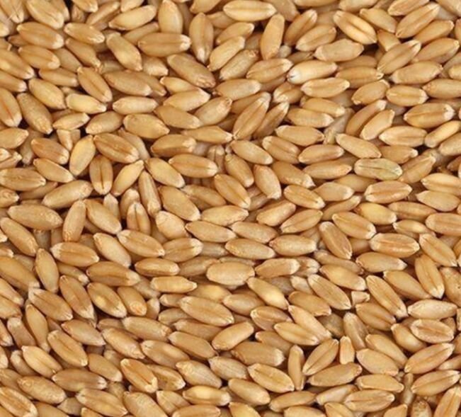 Premium Sharbati Grain