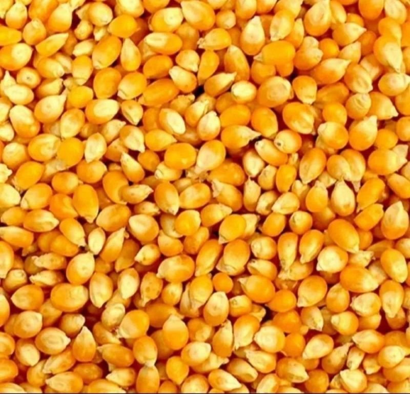 Yellow Maize