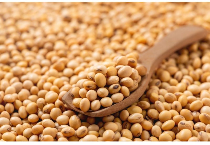 Premium Indian Soyabean Non-GMO, High Protein