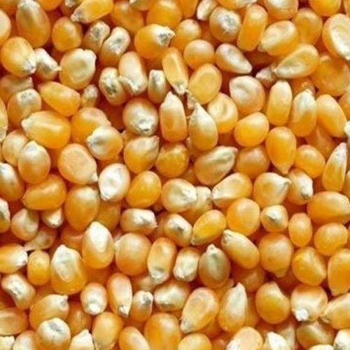 Maize Seeds