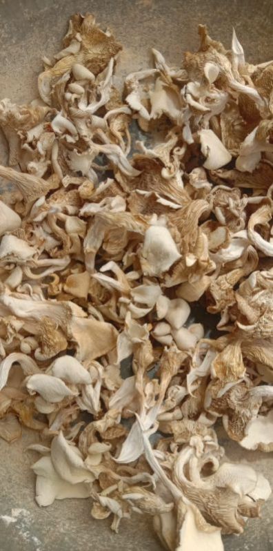Dry Oyster Mushroom