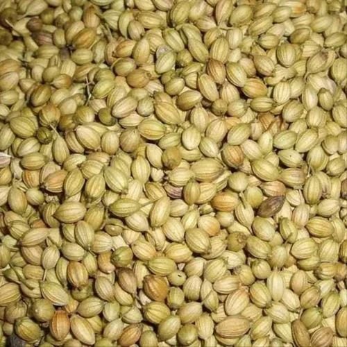 A Grade Coriander Seeds