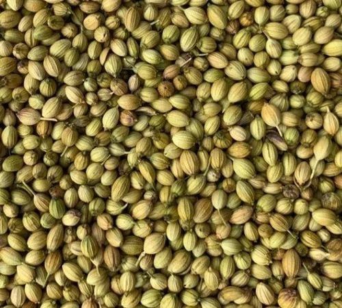 Scooter Grade Coriander Seeds