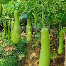 Bottle Gourd