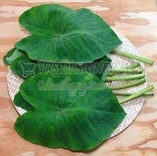 Fresh Colocasia Leaf