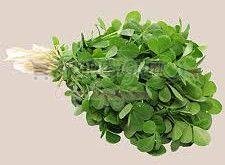 Fresh Fenugreek Leaf