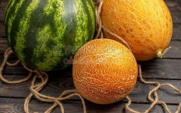 Fresh Muskmelon