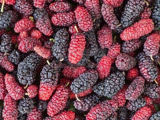 Organic Mulberry