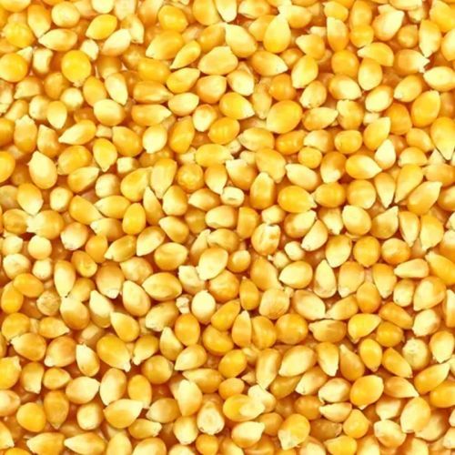 Yellow Corn Maize