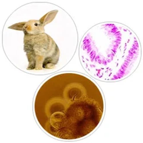 Acute Dermal Toxicity Service