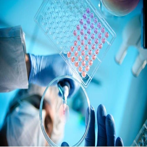 Cytotoxicity Testing Service