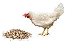 Finisher Crum Poultry Feed