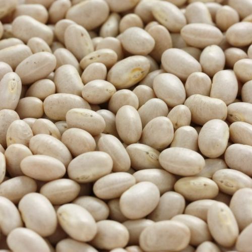 Navy Bean