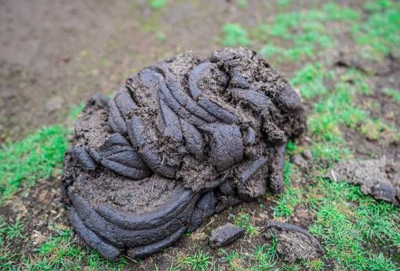 Natural Dried Desi Cow Dung