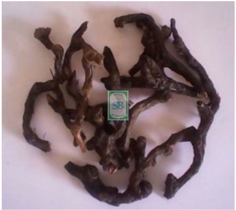 Cyperus Scariosus Root