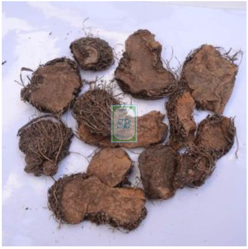 Dioscorea Bulbifera