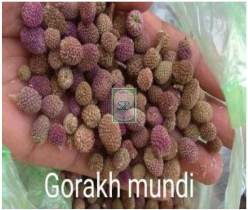 Dried Sphaeranthus Indicus