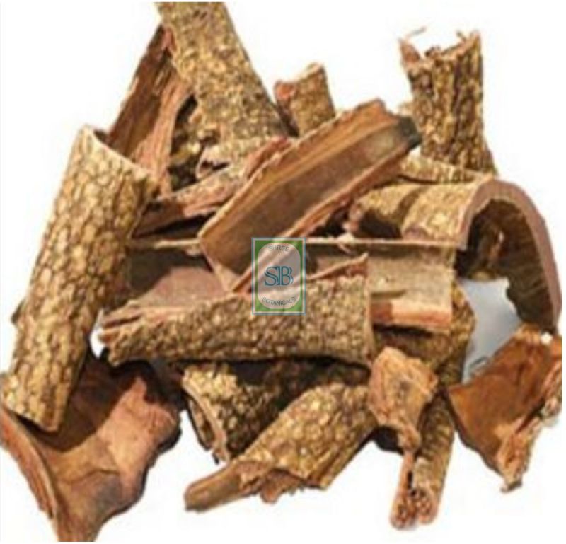 Dried Symplocos Racemosa