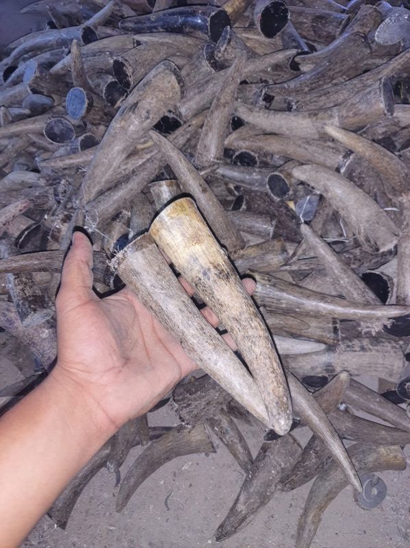 Premium Solid Ox Horn Tips