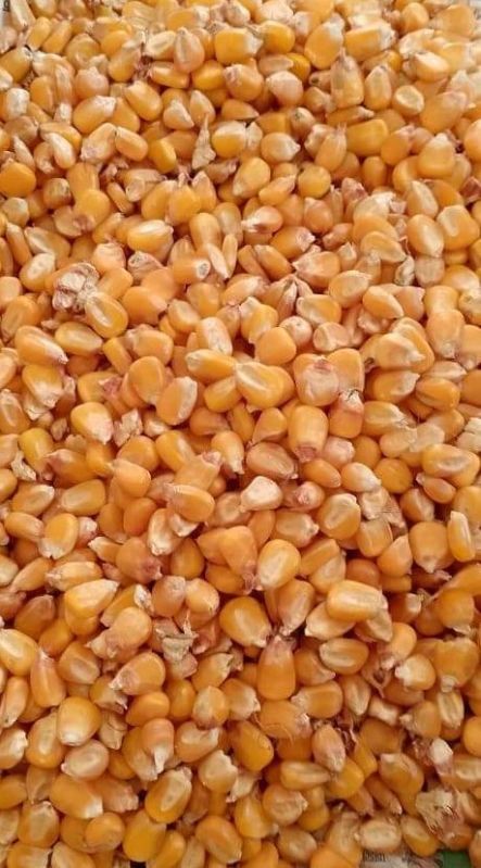 Yellow Maize Seeds