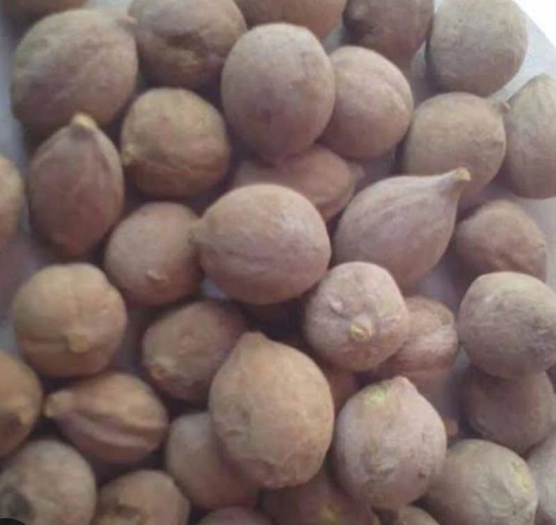 Natural Brown Baheda Fruit