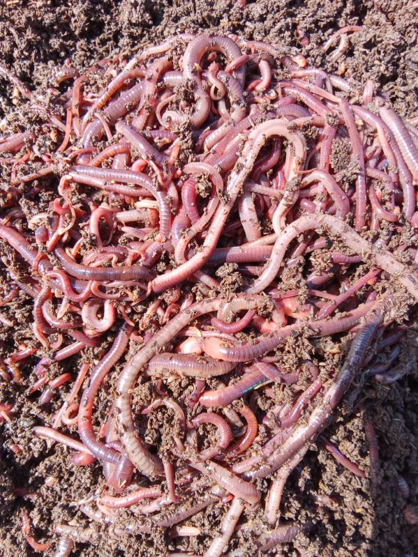 Eisenia Fetida Earthworm Manure
