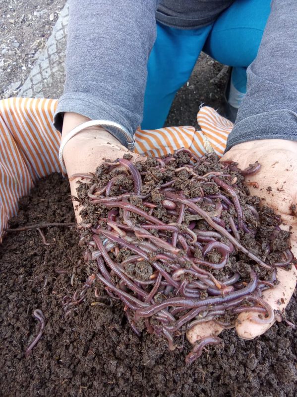 Eudrilus Eugeniae Earthworm Manure