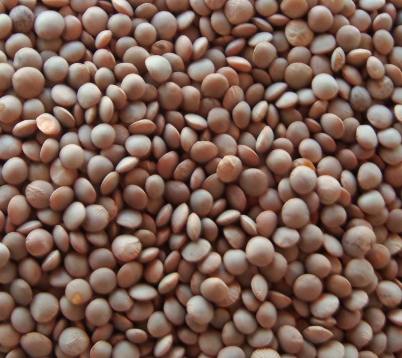 Sabut Moti Masoor Dal