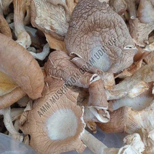 Pleurotus Ostreatus Blue Oyster Mushroom