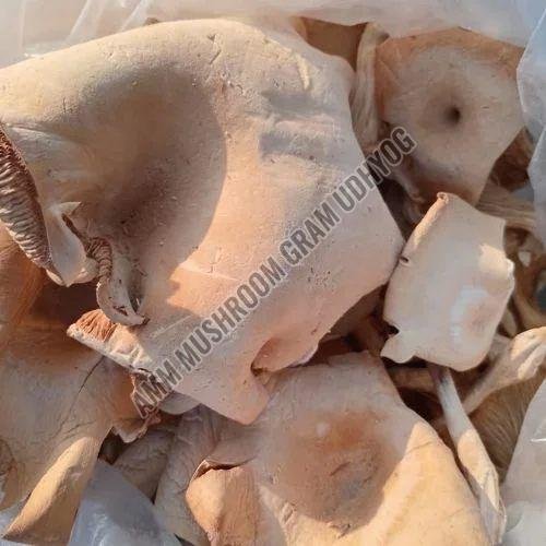 King Oyster Mushroom