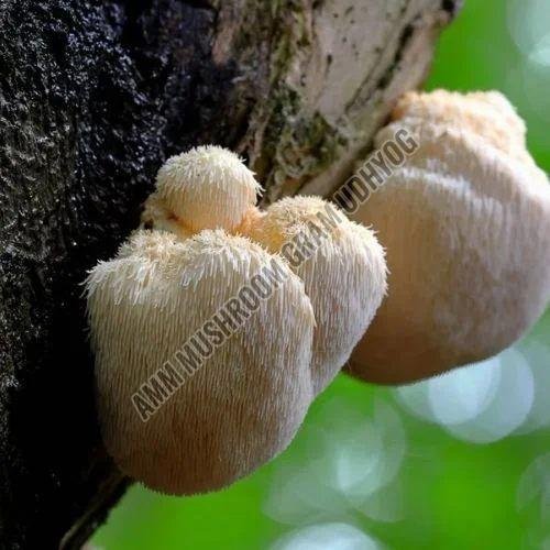 Lions Mane Mushroom