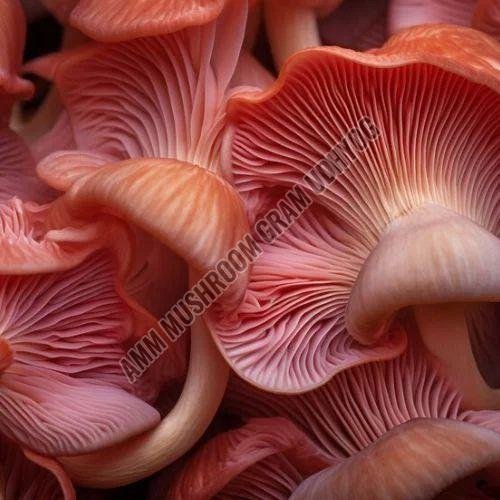 Pink Oyster Mushroom