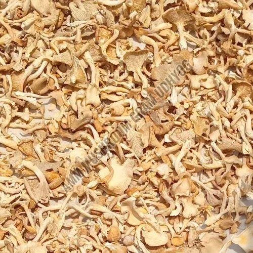 Yellow Oyster Mushroom