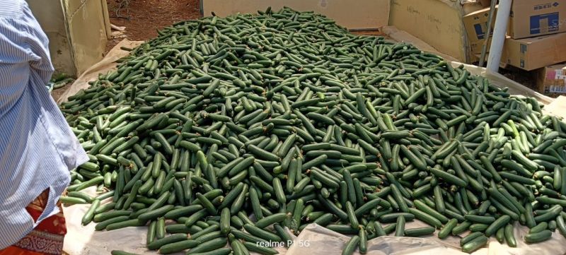 Fresh European Cucumber