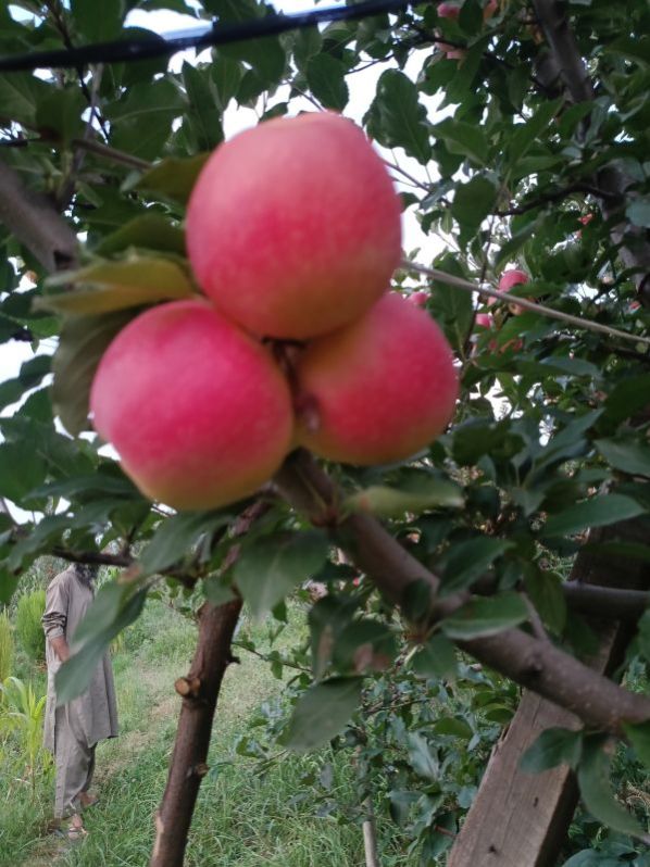 Fresh Kashmiri Apple