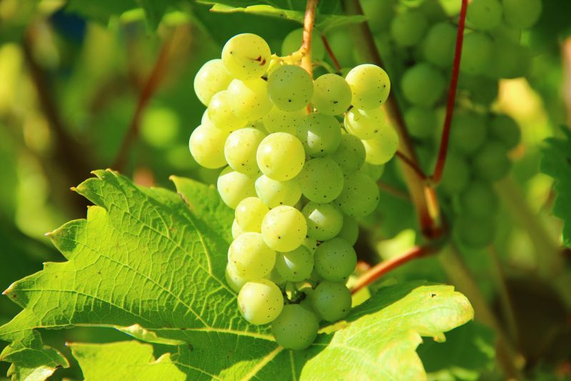 Kashmiri Green Grapes