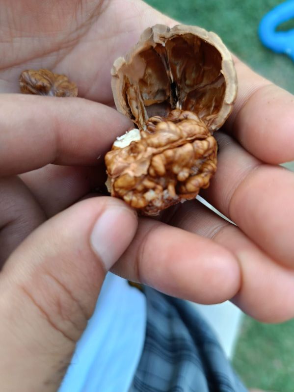 Kashmiri Walnuts