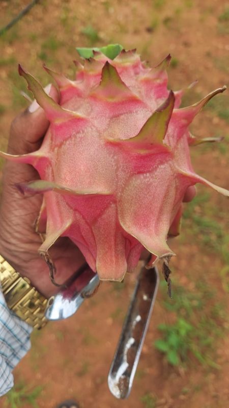 A Grade Dragon Fruit